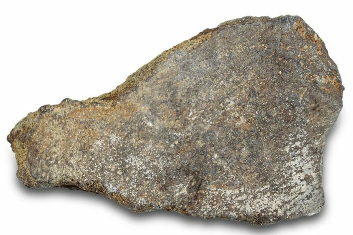 Dinosaur (Triceratops) Frill Shield Section - Montana #263690